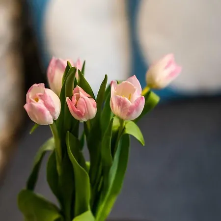 No.5 Luxury Lägenhet Split