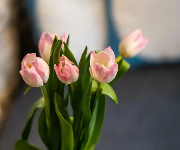 No.5 Luxury 아파트 스플리트